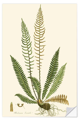 Wall sticker Ferns III