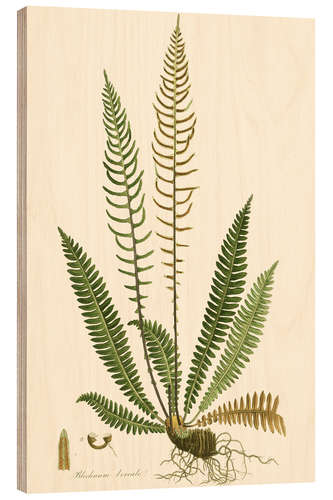 Wood print Ferns III