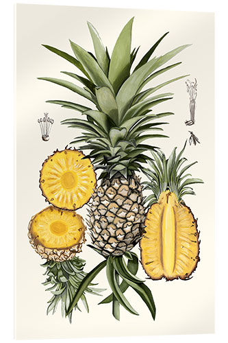 Akrylbilde Pineapple Botanical Study I