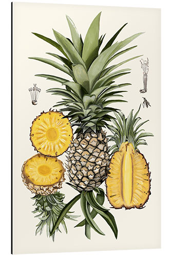 Aluminium print Pineapple Botanical Study I