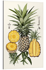 Aluminium print Pineapple Botanical Study I