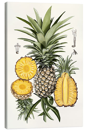 Stampa su tela Studio botanico di un ananas I