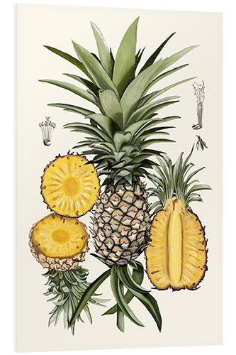 Print på skumplade Pineapple Botanical Study I