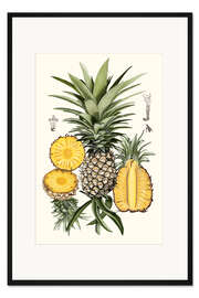 Gerahmter Kunstdruck Ananas, Botanische Studie I