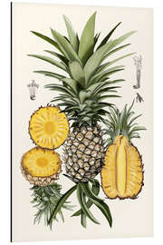 Magnettafel Ananas, Botanische Studie I