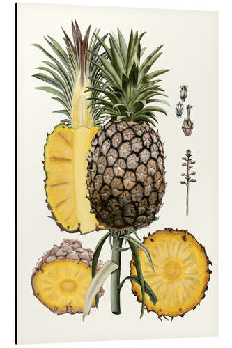 Aluminium print Pineapple Botanical Study II