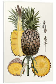 Aluminium print Pineapple Botanical Study II