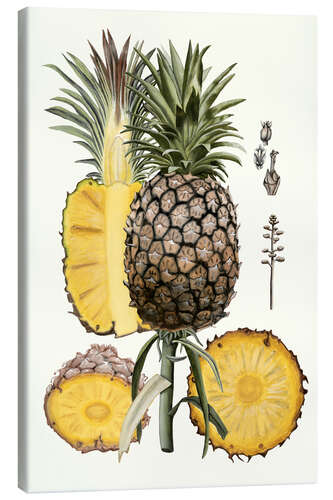 Canvas-taulu Pineapple Botanical Study II