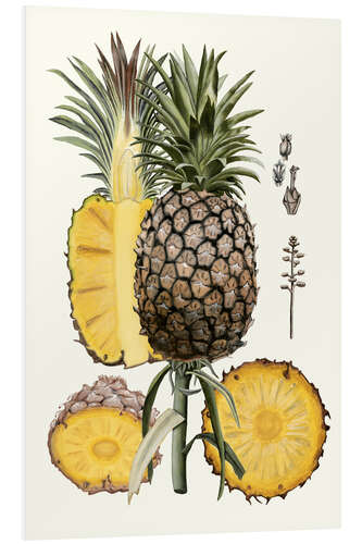 PVC print Pineapple Botanical Study II