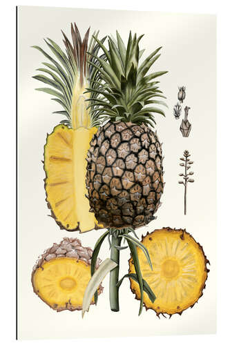 Galleritryk Pineapple Botanical Study II