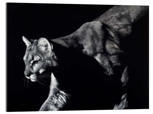 Acrylic print Prowler