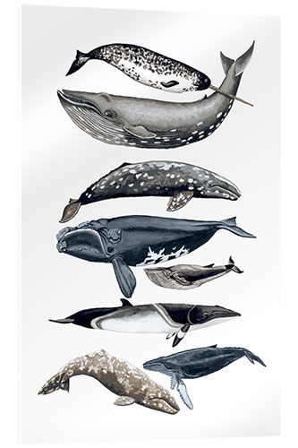 Akryylilasitaulu Whale species II