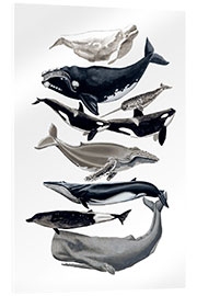 Akryylilasitaulu Whale species I