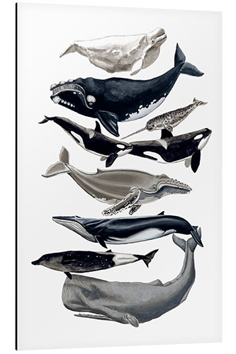 Aluminium print Whale species I