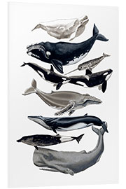 Foam board print Whale species I