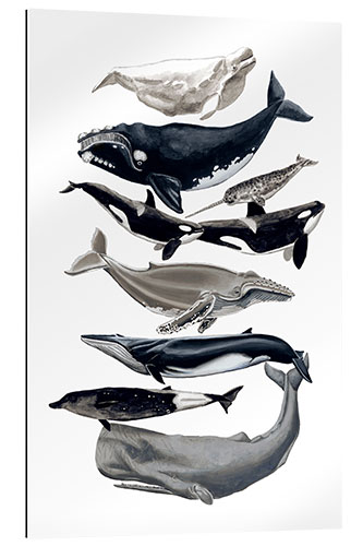 Gallery print Whale species I