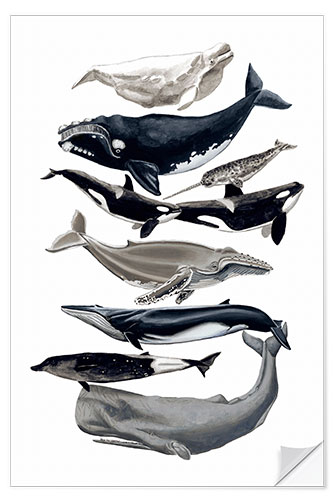 Selvklebende plakat Whale species I