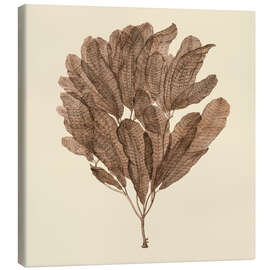 Canvas print Vintage Seaweed III