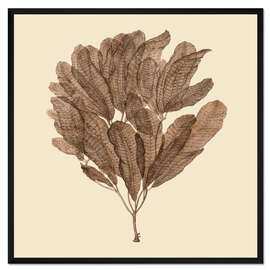 Gerahmter Kunstdruck Vintage-Meerespflanze III