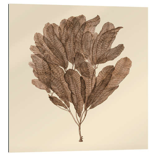 Gallery print Vintage Seaweed III