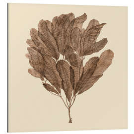 Magnettafel Vintage-Meerespflanze III