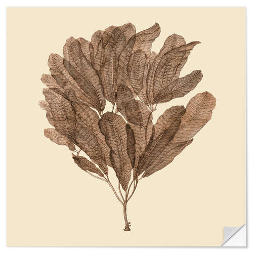 Wall sticker Vintage Seaweed III