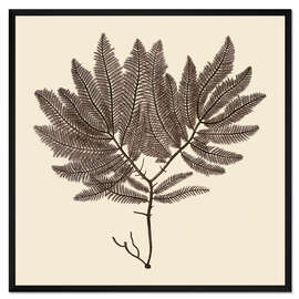 Gerahmter Kunstdruck Vintage-Meerespflanze II