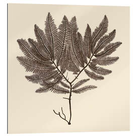 Gallery print Vintage Seaweed II