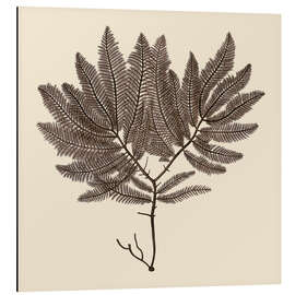 Magnettafel Vintage-Meerespflanze II