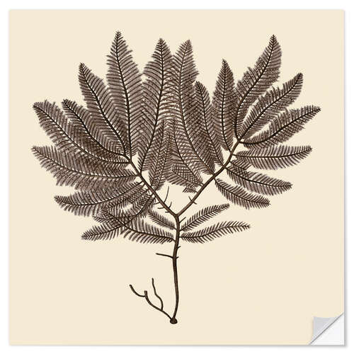 Wall sticker Vintage Seaweed II