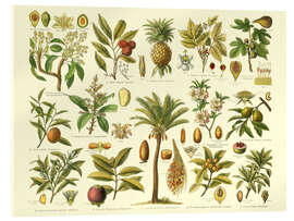 Cuadro de metacrilato Classification of tropical plants