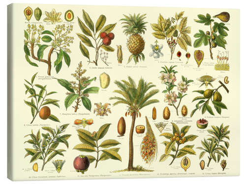 Canvas print Classification of tropical plants