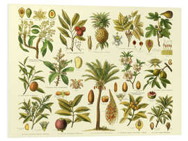 Foam board print Classification of tropical plants