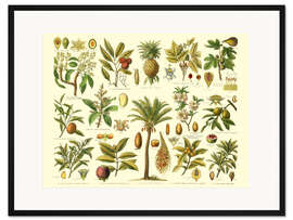 Gerahmter Kunstdruck Pflanzenordnung tropischer Gewächse