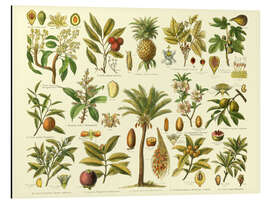 Magnettafel Pflanzenordnung tropischer Gewächse