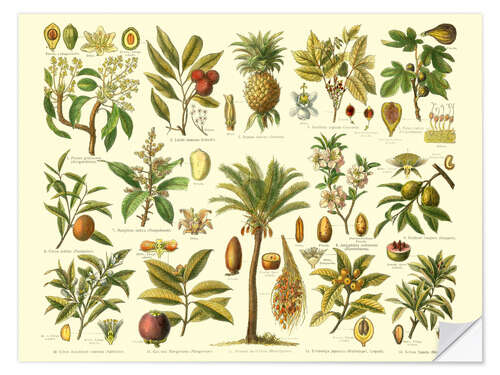 Selvklebende plakat Classification of tropical plants