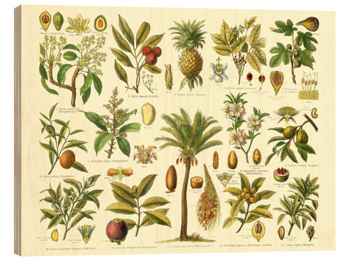 Wood print Classification of tropical plants