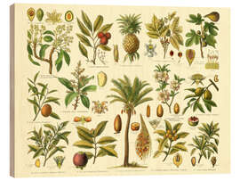 Wood print Classification of tropical plants