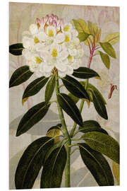 Foam board print Rhododendron I