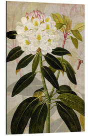 Magnettafel Rhododendron I