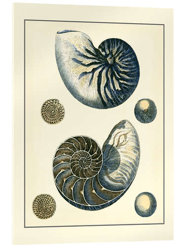 Quadro em acrílico Nautilus azul antigo