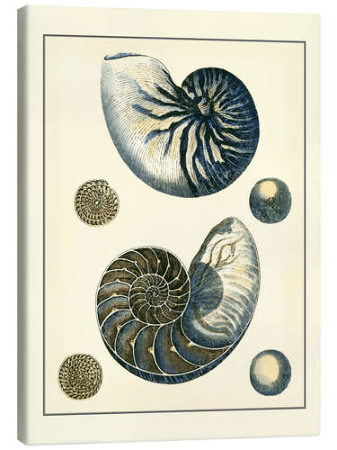 Canvas print Antique Blue Nautilus