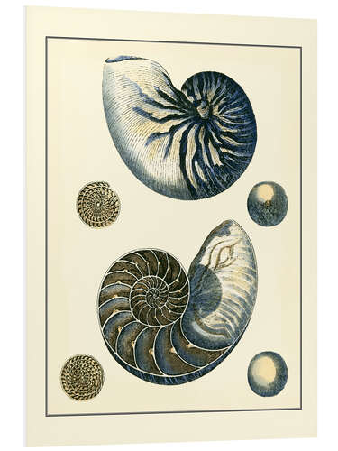 PVC-tavla Antique Blue Nautilus