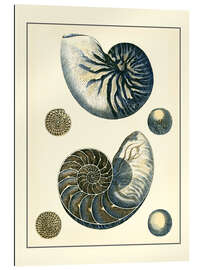 Gallery print Antique Blue Nautilus