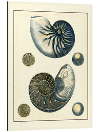 Magnettafel Antiker Blauer Nautilus