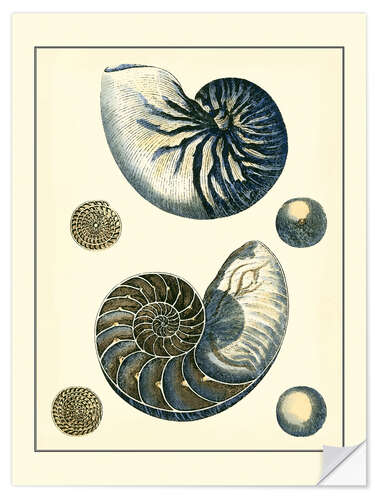 Selvklebende plakat Antique Blue Nautilus