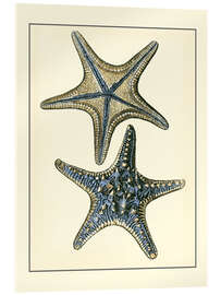 Acrylic print  Antique Blue Starfish II - Vision Studio