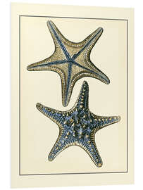 Foam board print Antique Blue Starfish II