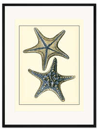 Gerahmter Kunstdruck Antiker Blauer Seestern II