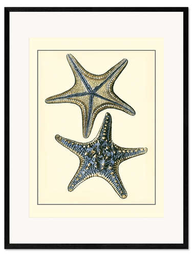 Framed art print Antique Blue Starfish II